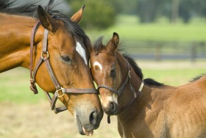 paard-knuffelt-veulen